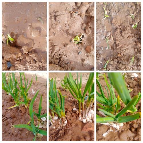 观察植物的生长过程,感受生命的力量.