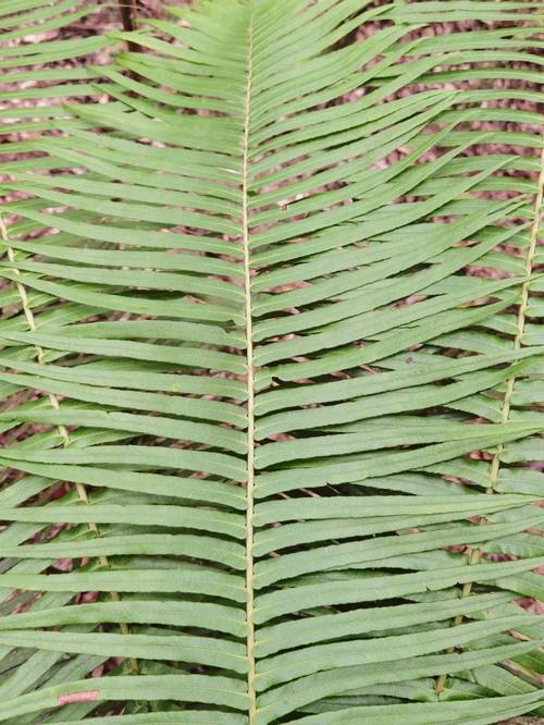 形态特征保护等级:国家Ⅱ级科名:乌毛蕨科 blechnaceae,苏铁蕨属