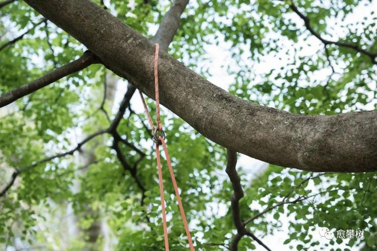 攀树绳是怎样挂上树的