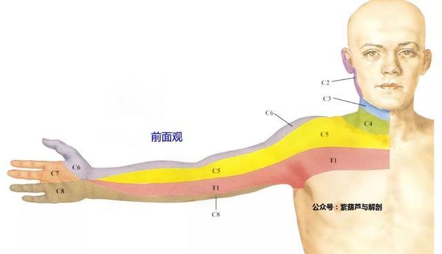 干货全身皮肤节段性神经支配分布图
