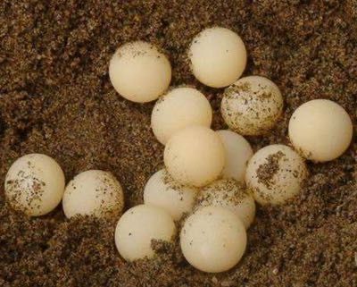 "王八蛋"火了!吃一次就会爱上的.