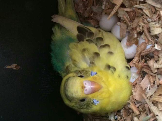 虎皮鹦鹉蛋图片