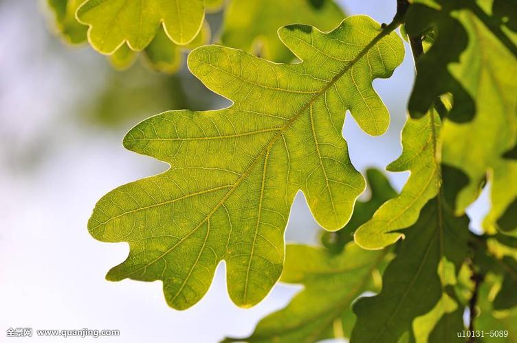 玻璃叶子,东北土话.即橡树叶.橡树东北人称之为玻璃树.