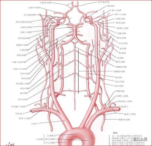 解剖学习笔记椎基底动脉系统