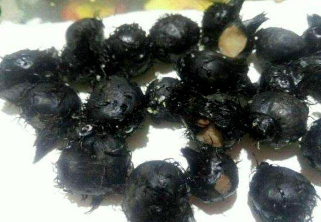 几种"长在池塘里的水果",地梨子认识吗?全吃过的怕是农村娃!