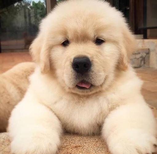 这是金毛还是松狮?我凌乱了,哪个地主家的傻儿子?