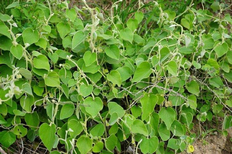 这种野草就是"寻骨风",在笔者家乡这边也把它称作"白毛藤",说起