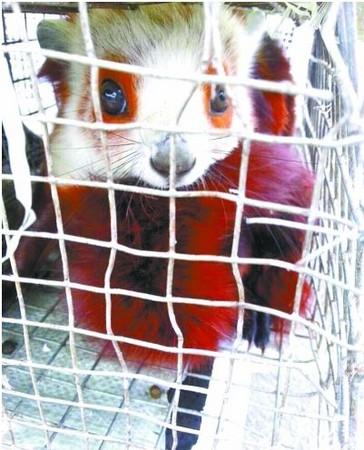 ▼客运上查获的红白鼯鼠.(图/翻摄自新华网)