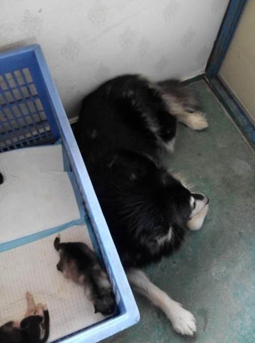 供求 出租               欢迎来定购一窝刚生出来10几天的阿拉斯加