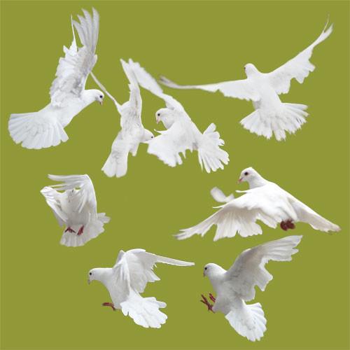 5000×5000像素格式:psd(cs4)颜色:rgb40共享分关 键 词:白鸽分层素材