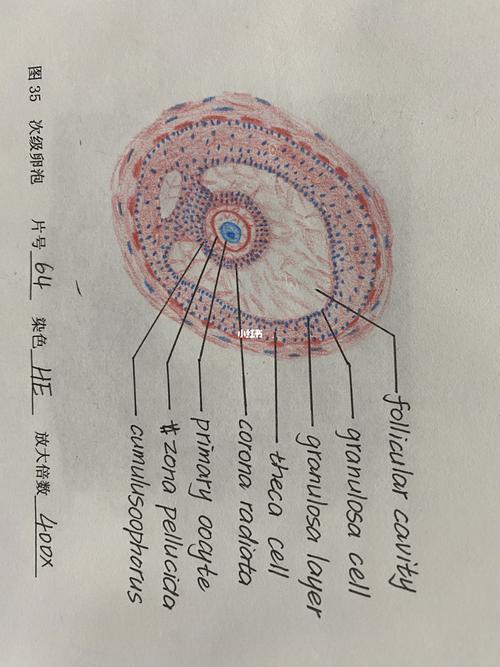 组胚红蓝彩铅手绘图_手绘图_彩铅_文化_绘画