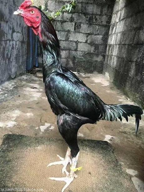 唐河县泰国斗鸡价格