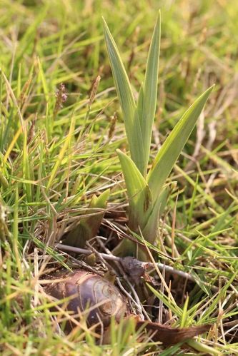 具体到深圳,《深圳植物志》电子版只记录有美冠兰,无叶美冠兰两种,而