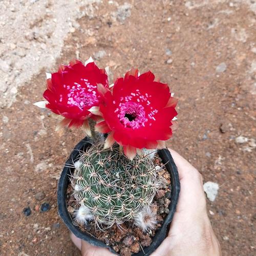 精选开花仙人球【脂粉丸】丽花球属易养易开花多肉植物7-9cm无根_7折