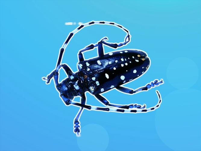 药用植物害虫光肩星天牛