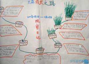 如何种蒜苗的手抄报 如何做手抄报