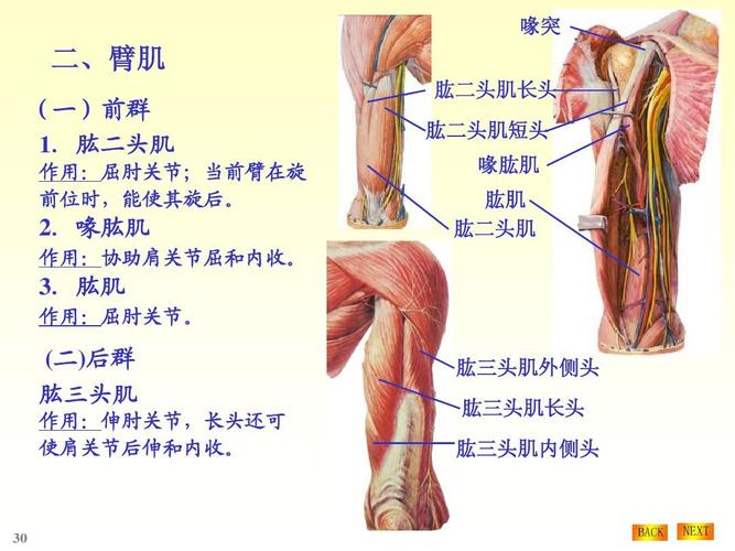 125系统解剖课件@中国医科大学_系解2-运动系统2(肌)ppt