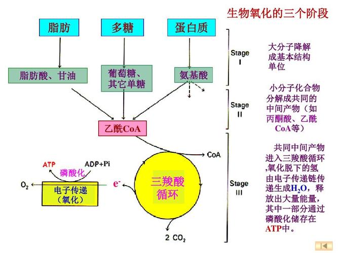 氧化磷酸化的偶联部位有哪几个,为什么