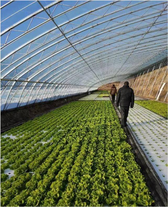 北方大棚西红柿种植,出现土传病害,这个该如何解决?