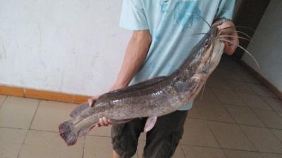 15斤重鲶鱼校园被活捉(图)