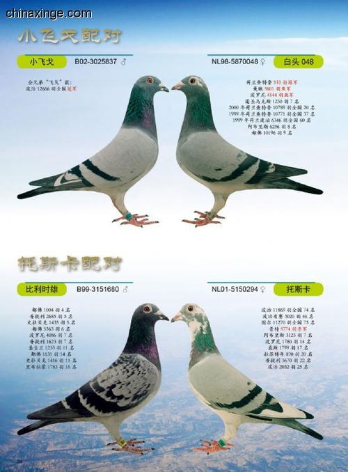 小飞戈