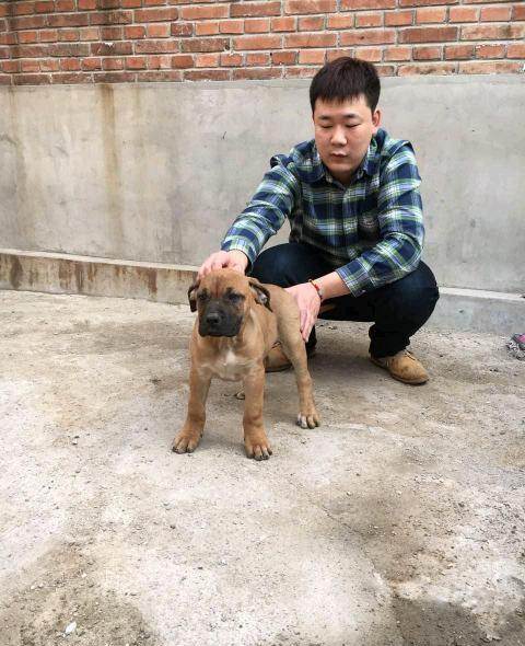 出售顶级加纳利幼犬