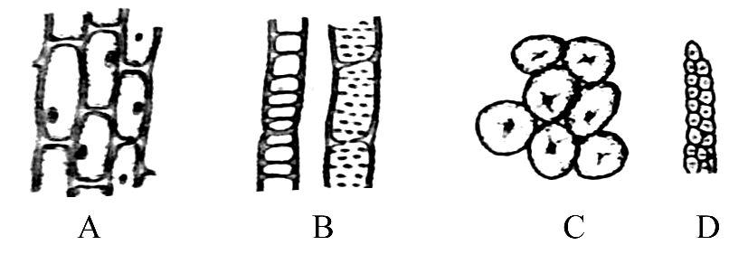导管和筛管分别位于 (  ) a.木质部和形成层 b.韧皮部和形成层 c.