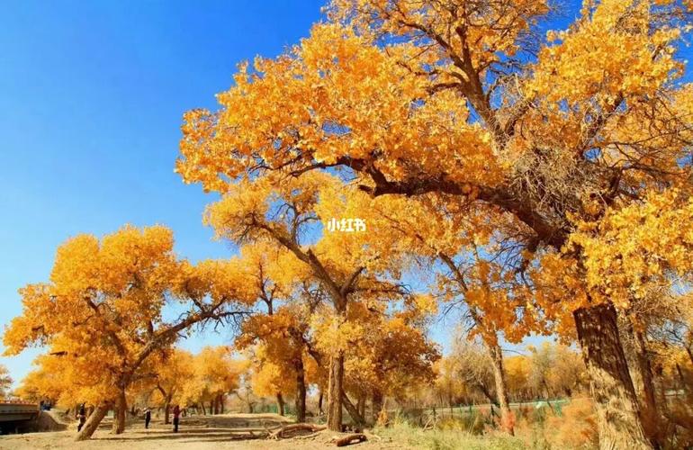 内蒙|原来你是这样的额济纳旗 太失望!