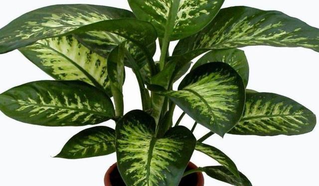 这些很常见的室内花卉植物,你想不到它们是有毒植物