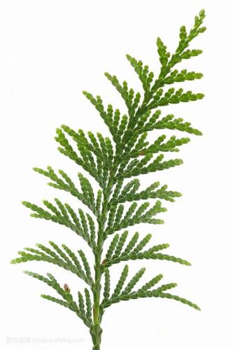 柏树叶子简笔画