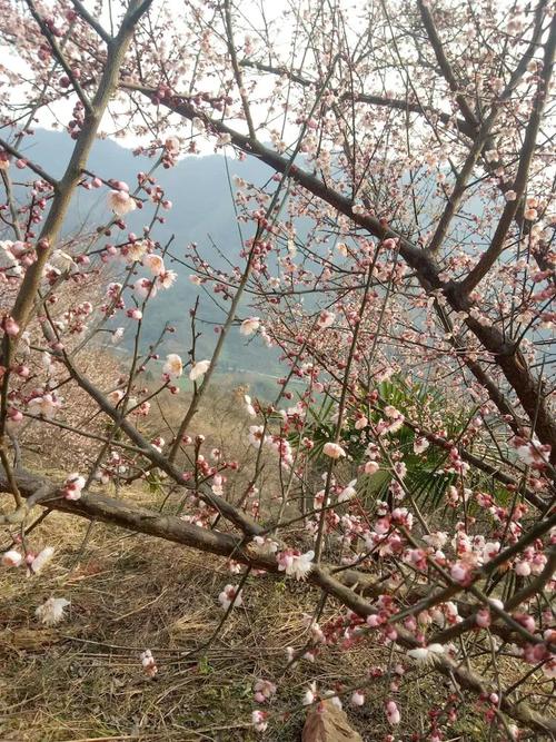 相约在梅花盛开的地方,大邑鹤鸣山