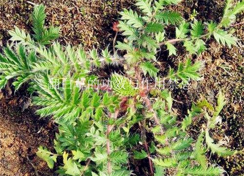 一,翻白草主要产地分布