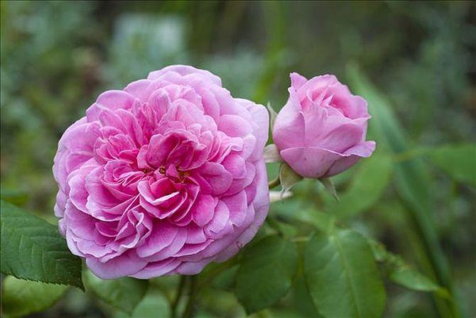 英伦玫瑰图片_全景网