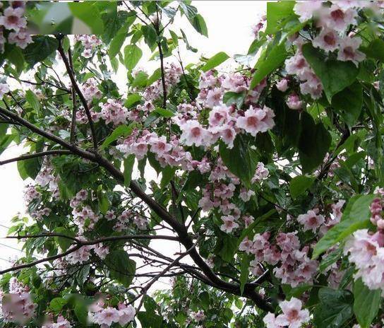 花楸树城市绿化的新贵