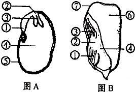 玉米种子的结构示意图