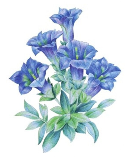 水粉画临摹花朵图片详细教程