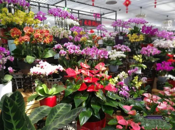 北京花乡花卉创意园