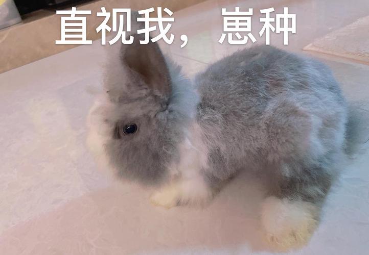 猫猫兔太可爱了!