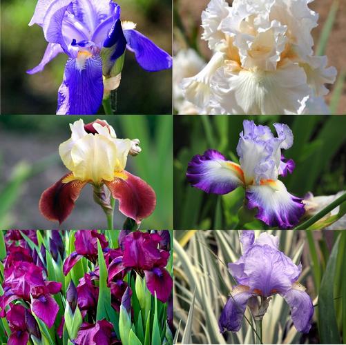 各种颜色的鸢尾花