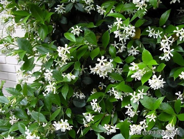 每日一中药络石藤