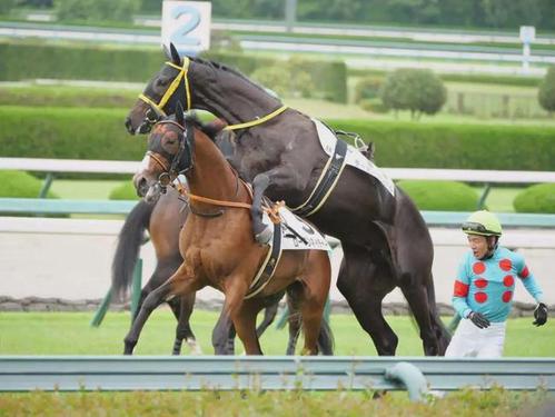 日本赛马史上初次惊现马骑马的耍流氓场面流传了3代的迷恋