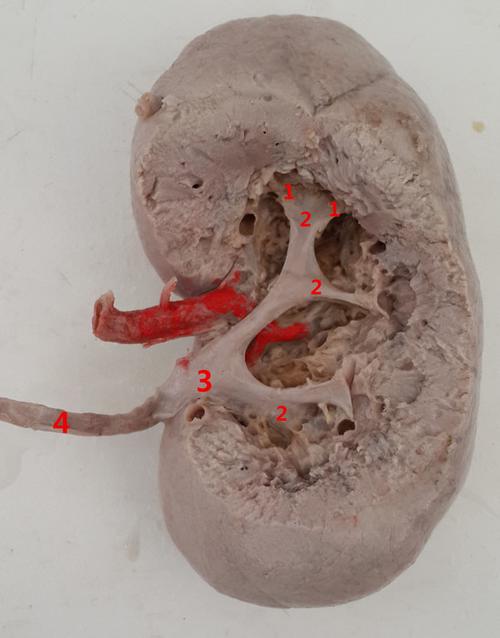 嘉应学院医学院解剖教研室