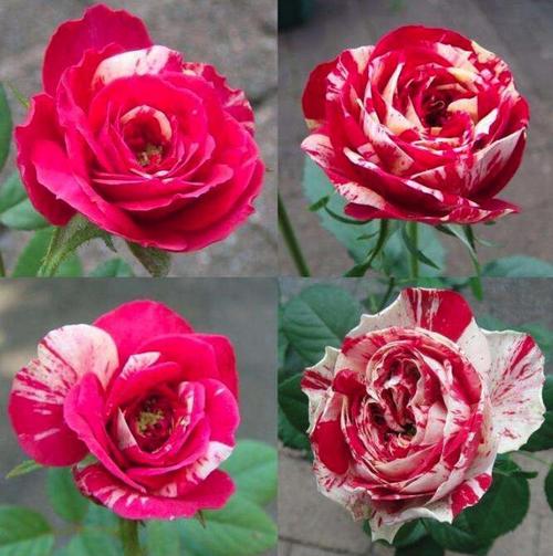 灌木类,藤本类,微型月季类,地被月季类,大花香水月季,树形月季