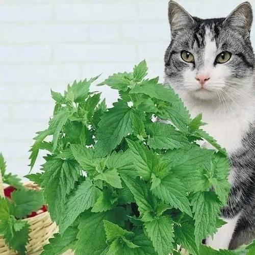购客可食用薄荷盆栽新鲜水培猫薄荷苗阳台绿植花卉办公室内驱蚊植物