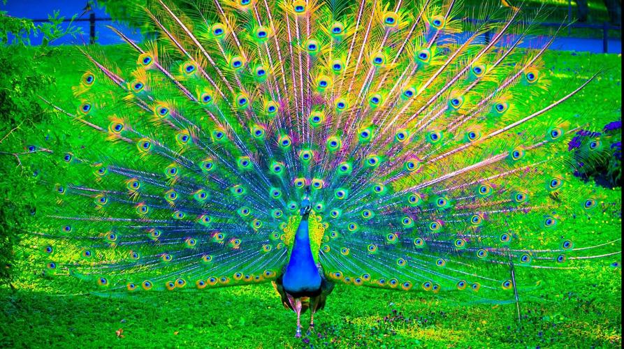 漂亮好看的孔雀开屏电脑桌面壁纸-壁纸图片大全