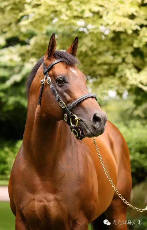 trotter):是俄罗斯人用阿拉伯马作为父本改良出来的马匹速步马品种