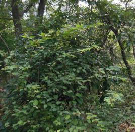 紫弹树