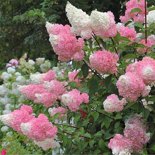 圆锥绣球香草草莓石灰粉色贝拉安娜月光耐热时令草本花卉