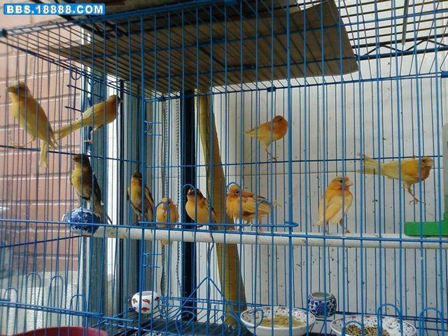 乐乐地带宠物图片 观赏鸟 黄雀 芙蓉鸟相片