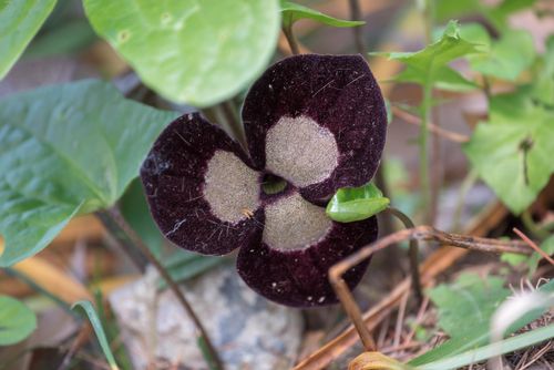 (首发)熊猫细辛花